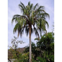Weeping Cabbage Palm - Livistona decipiens 400mm/45ltr