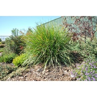Lomandra Fine & Dandy - Lomandra longifolia Fine & Dandy 140mm