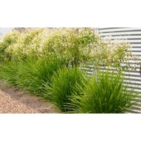 Lime Tuff - Lomandra longifolia x confertifolia subsp. pallida 140mm