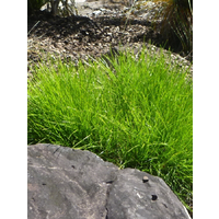 Lomandra Lime Tuff 140mm