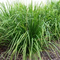 Lomandra Longifolia 140mm