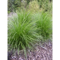 Lomandra confertifolia Little Pal 140mm