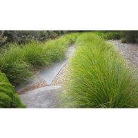 Lomandra Tanika 140mm