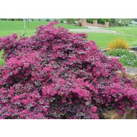 Loropetalum Plum Gorgeous 200mm