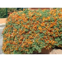 Lotus Flash - Lotus berthelotii Hanging Basket 170mm
