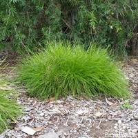 Lomandra Little Con 140mm