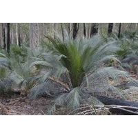 Burrawang Cycad - Macrozamia Communis 45ltr