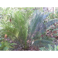 Burrawang Cycad - Macrozamia Moorei 110ltr