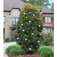 Magnolia Little Gem - Magnolia Grandiflora Little Gem 200mm