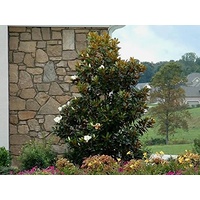 Magnolia Little Gem - Magnolia Grandiflora Little Gem 250mm