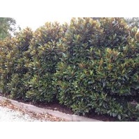 Magnolia Little Gem - Magnolia Grandiflora Little Gem 400mm