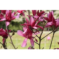 Magnolia liliiflora x campbellii burgundy stars 300mm
