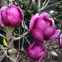 Royal Purple - Magnolia soulangeana 200mm