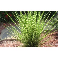 Zebra Grass - Miscanthus sinensis 200mm