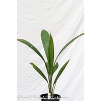 Palm Grass - Molineria Capitulata 140mm