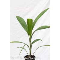 Palm Grass - Molineria Capitulata 200mm