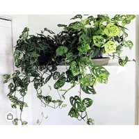 Swiss Cheese Plant - Monstera Adansonii 180mm