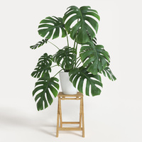 Fruit Salad Plant - Monstera deliciosa 300mm