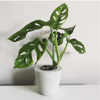 Monstera Lechleriana 120mm