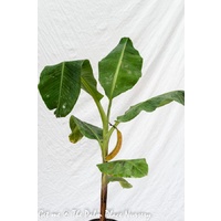 Banana Plant - Musa Assorted 200mm