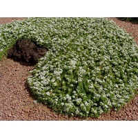 Myoporum parvifolium Pink 140mm
