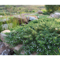 Myoporum parvifolium Fine Leaf Form 140mm