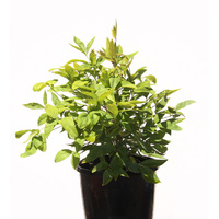 Nandina domestica nana 200mm