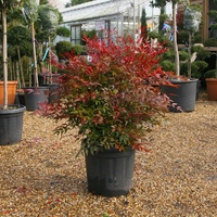 Nandina domestica 200mm