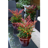 Nandina domestica Seika Obsession 200mm