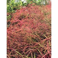 Nandina Filamentosa 200mm