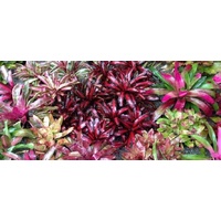 Bromeliad Assorted - Neoregelia Assorted 200mm