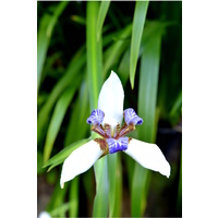 Brazilian Walking Iris - Neomarica Gracillis 140mm