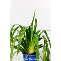 Brazilian Walking Iris - Neomarica Gracillis 200mm