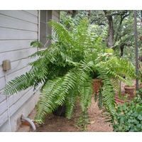 Macho Fern - Nephrolepis biserrata Hanger 250mm