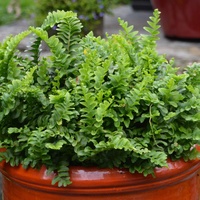 Boston Pom Pom Fern - Nephrolepis exaltata Pom Pom 140mm