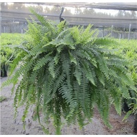 Boston Fern (Hanger) - Nephrolepis exaltata bostoniensis 250mm
