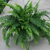 Fluffy Fern - Nephrolepsis Obliterata 140mm