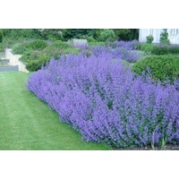 Nepeta Walkers Blue 140mm