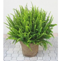 Nephrolepis Emerals Queen 140mm