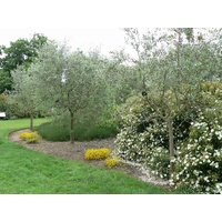Olive Tree - Olea europaea Garden Harvest 200mm