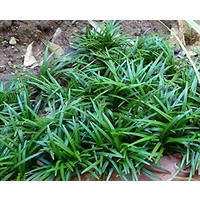 Mondo Grass - Ophiopogon japonicus 70mm
