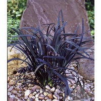 Black Mondo Grass - Ophiopogon planiscapus Nigrescens 100mm