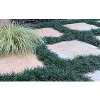 Mini Mondo Grass - Ophiopogon planiscapus Nana 100mm
