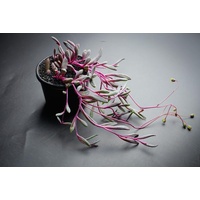 Ruby Necklace - Othonna capensis Ruby Necklace 140mm
