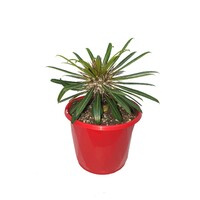 Pachypodium lamerei 130mm