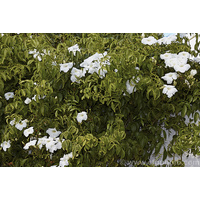 Pandorea Lady Di - Pandorea jasminoides Lady Di 140mm