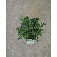 Pellaea Rotundifolia 140mm