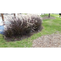 Purple fountain Grass - Pennisetum advena Rubrum 200mm