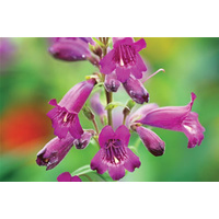Penstemon x hybrid Port Wine 140mm
