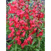 Penstemon x hybrid Red 140mm
